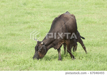 Japanese beef Japanese beef 67046493