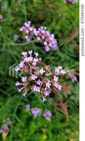 野花圖像 67046499