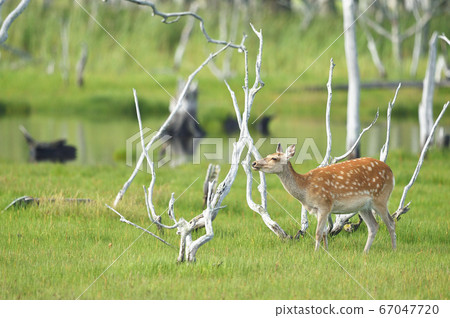 Ezo deer (Hokkaido) that appeared in Narawara in Notsuke Peninsula 67047720