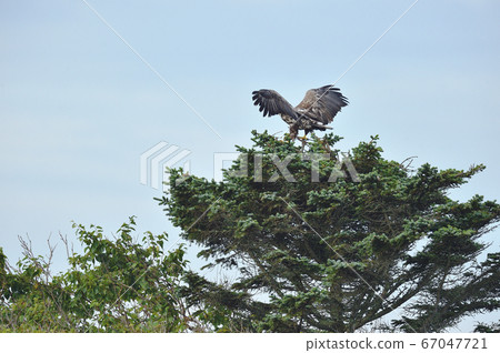 白尾鷹棲息在樹上（北海道，北海道東部） 67047721