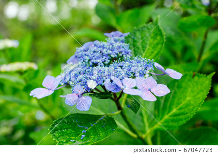 美麗的繡球花在雨中盛開在日本宮城縣仙台市的“ Shifukuji” 67047723