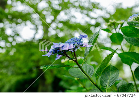 Beautiful hydrangea blooming in the rain at "Shifukuji" in Sendai City, Miyagi Prefecture, Japan 67047724