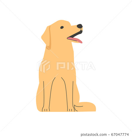 拉布拉多犬坐 67047774
