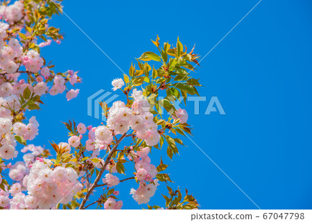 Yaezakura flowers in full bloom 67047798