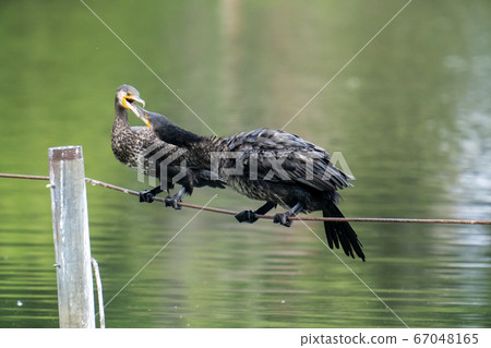 A river cormorant playing with two birds A river cormorant playing with two birds 67048165