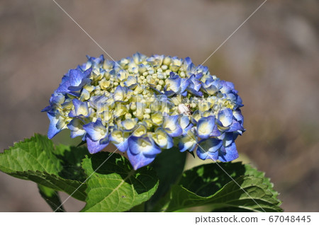 繡球 67048445