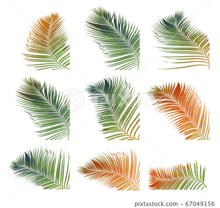 Set of coconut frond and palm leaf tree isolated Set of coconut frond and palm leaf tree isolated 67049156
