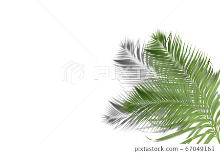 green palm leaves with shadow on white background 67049161