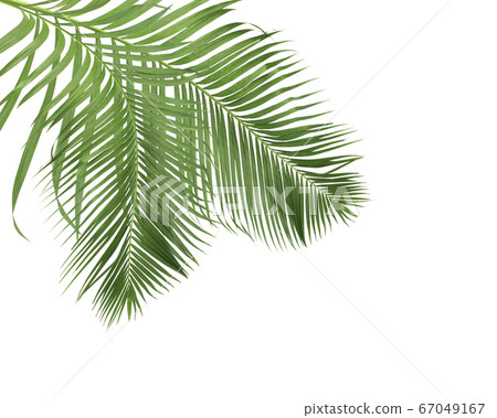 green palm leaves on white background 67049167