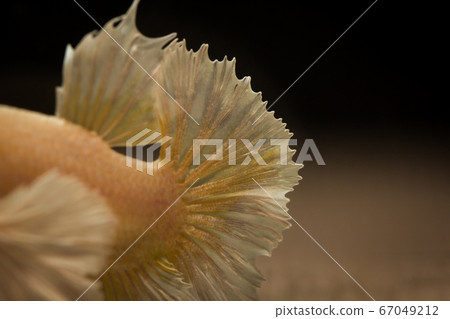 Close up texture of tail fighting fish Close up texture of tail fighting fish 67049212