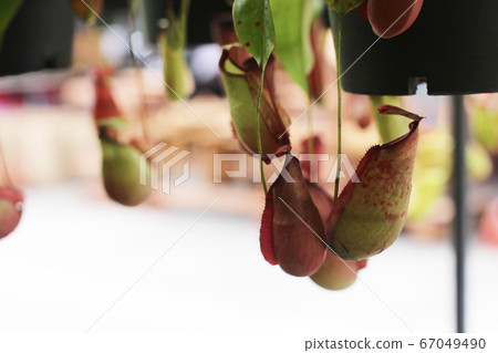 Nepenthes tree, Tropical pitcher plants growth in 67049490
