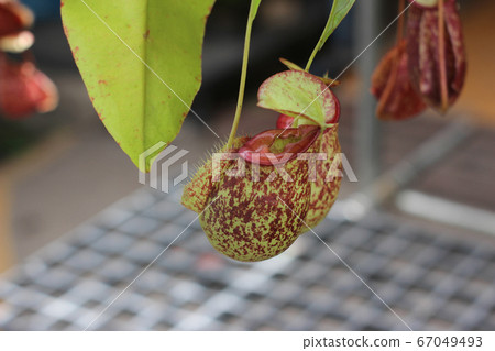 Nepenthes tree, Tropical pitcher plants growth in 67049493