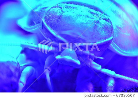 Rhinoceros beetle face up 67050507