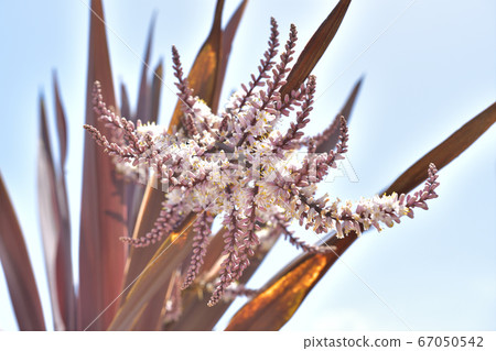 Corgiline flower 67050542