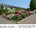 Yokohama Minato Mirai Yamashita Park Rose Flowerbed 67050879