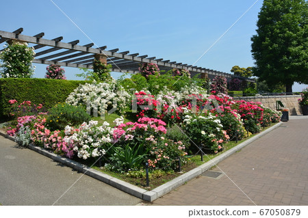 Yokohama Minato Mirai Yamashita Park Rose Flowerbed 67050879