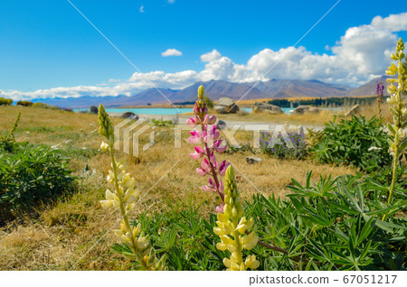 新西蘭Lake Tekapo Lupin 67051217