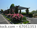 Yokohama Minatomirai Yamashita Park and Roses 67051353