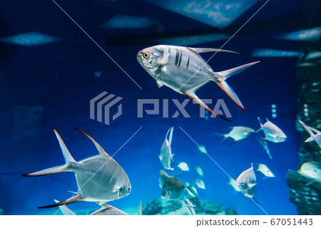 fish Palometa Trachinotus goodei swim in blue water fish Palometa Trachinotus goodei swim in blue water 67051443