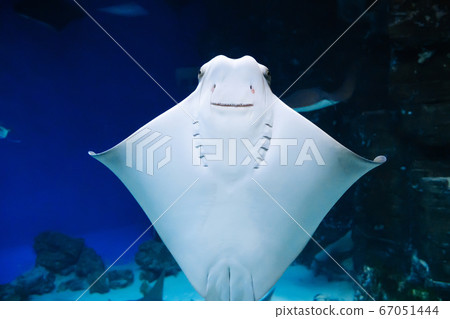 East American stingrays swim in blue water East American stingrays swim in blue water 67051444