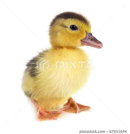duckling in studio 67051644