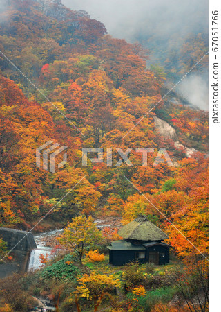Autumn leaves in the hot springs 67051766