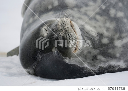 威德爾密封 67051786