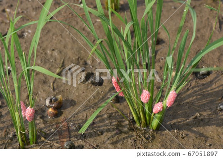Jumbo snails and eggs 67051897