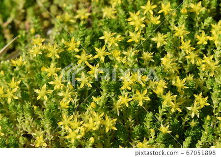 Tight globe Tight globe 67051898