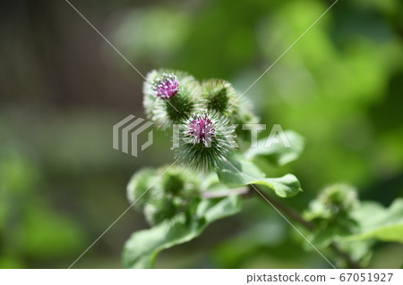 牛d花和芽 牛d花和芽 67051927