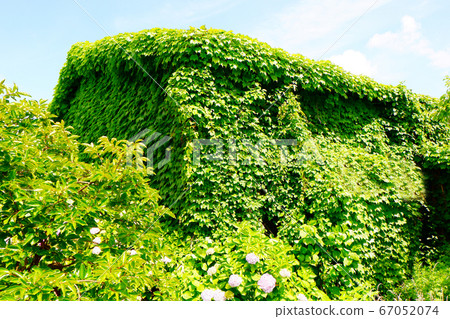 House with ivy 67052074