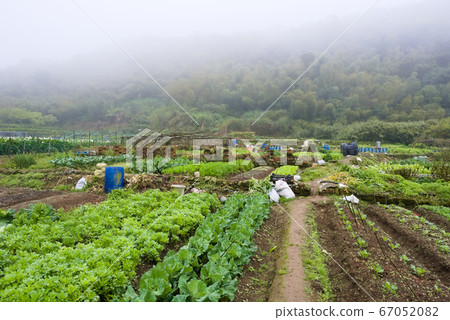 On Yangming Mountain, farmland covered with thin fog 67052082