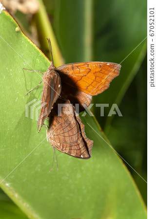 Kabatateja 67052101