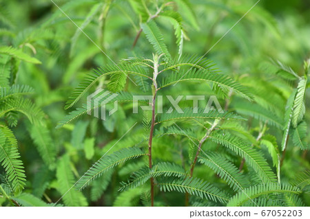 A group of Kawaraketsumei 67052203