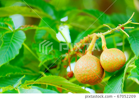 chi木To木 67052209