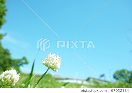 Natural landscape Sky meadow White clover Natural landscape Sky meadow White clover 67052584