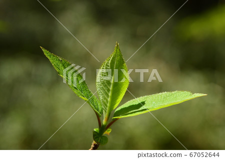 Minamidaira Hill Park Spring, Hino City Minamidaira Hill Park Spring, Hino City 67052644