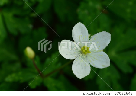 Minamidaira Hill Park Spring, Hino City Minamidaira Hill Park Spring, Hino City 67052645