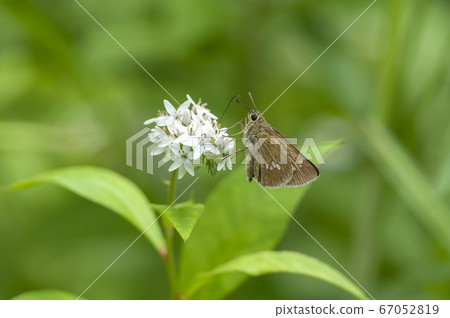 Plantain Plantain 67052819