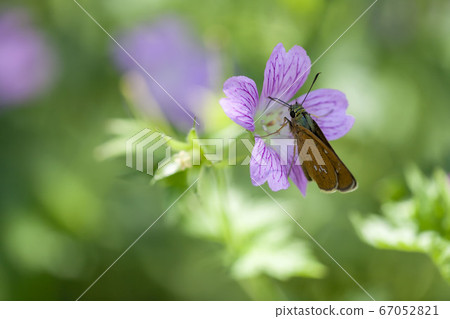 芭蕉 芭蕉 67052821