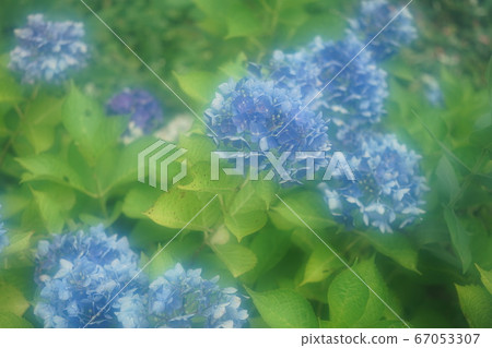 藍色繡球花 藍色繡球花 67053307