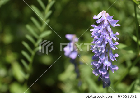 多花野碗豆 多花野碗豆 67053351