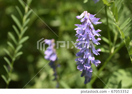  多花野碗豆 67053352