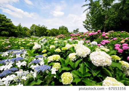 蜻蜓池塘公園的繡球花園 蜻蜓池塘公園的繡球花園 67053356