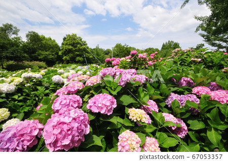 蜻蜓池塘公園的繡球花園 67053357