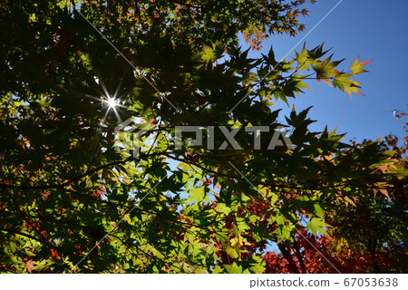 Yunishigawa Onsen autumn leaves #22 Yunishigawa Onsen autumn leaves #22 67053638