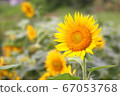 Sunflower summer image 67053768