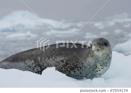 Leopard Seal Leopard Seal 67054174