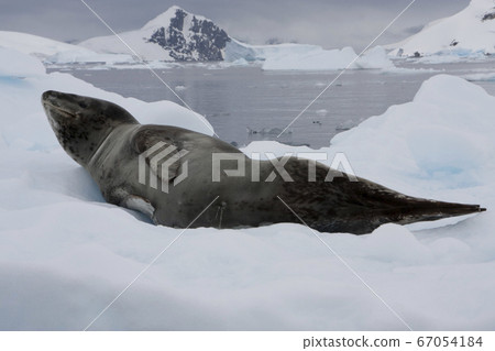 Leopard Seal 67054184