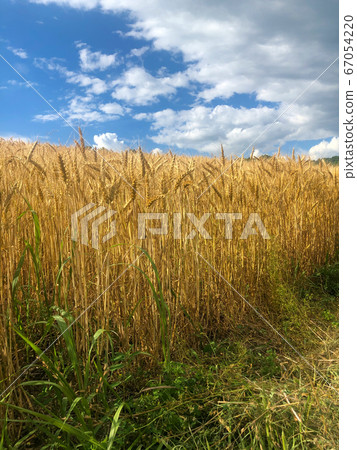 Golden hour wheat field under a blue sky with soft clouds nature background with copy space Golden hour wheat field under a blue sky with soft clouds nature background with copy space 67054220